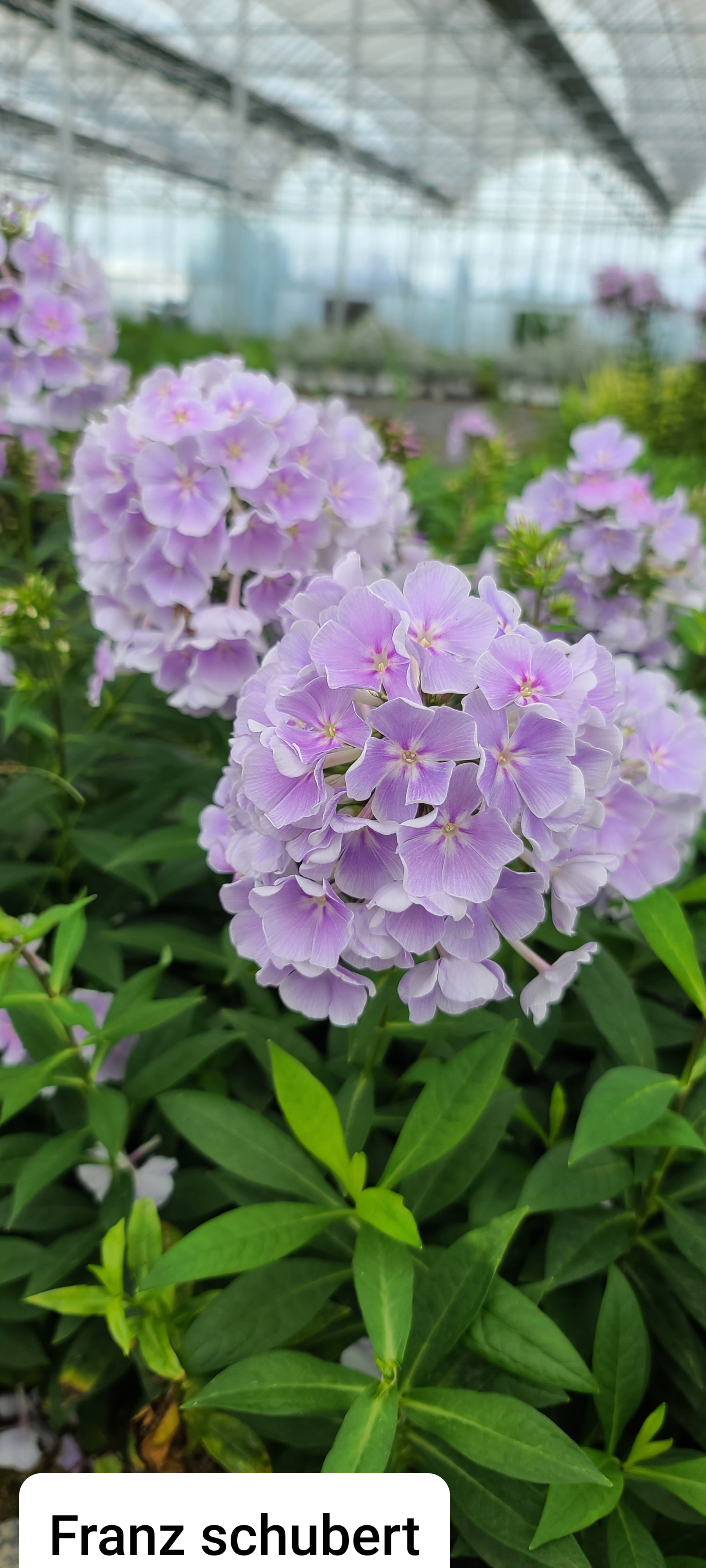 Phlox paniculata 'Franz Schubert'